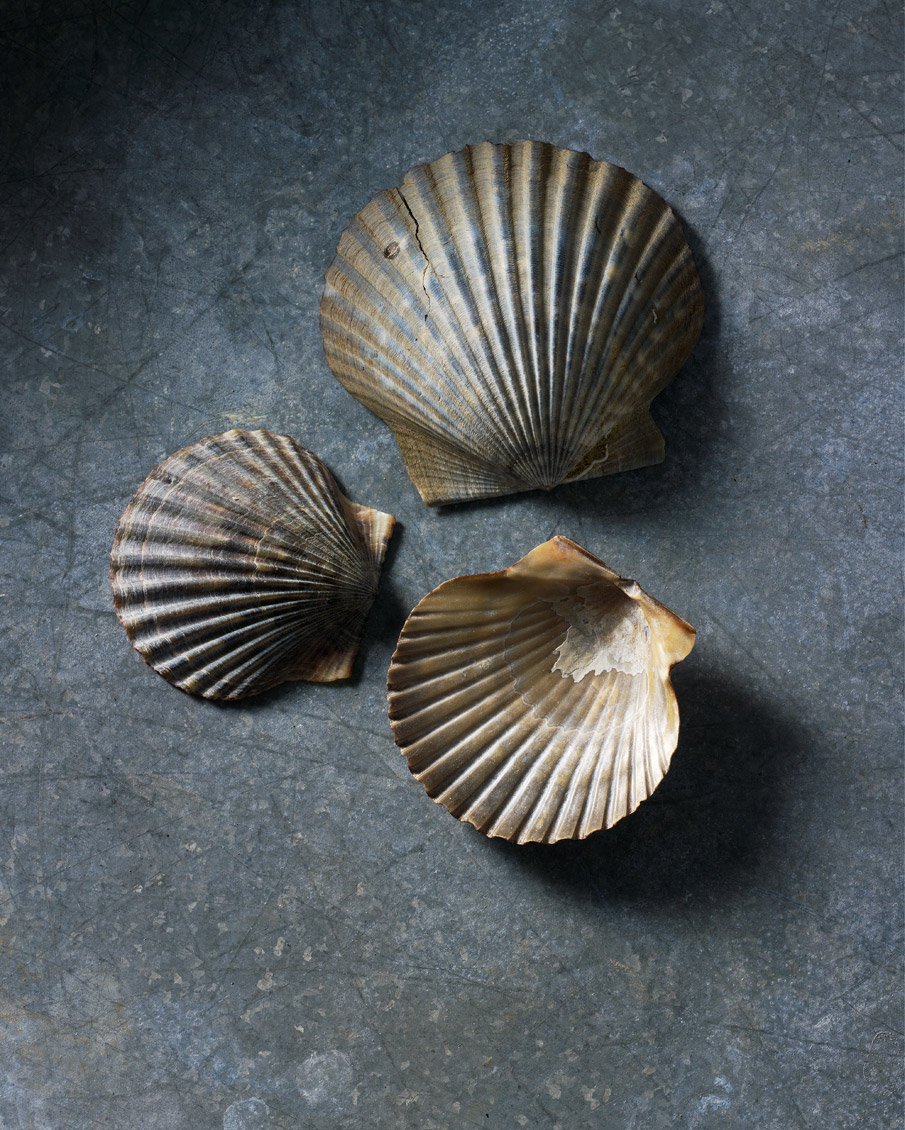 18-SCALLOP_SHELLS-WEBAPa